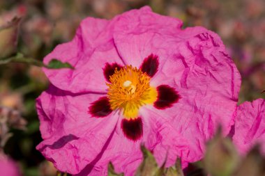 Kistus purpureus, yaygın olarak orkide rockrose olarak bilinir.