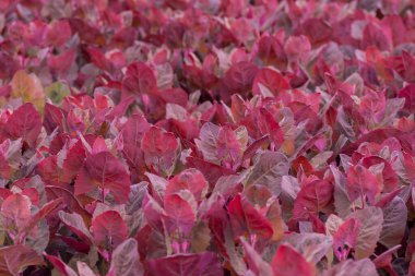 Taze mor bahçe Orache, Atriplex hortensis veya Fransız ıspanağı