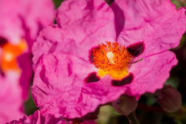 Kistus purpureus, yaygın olarak orkide rockrose olarak bilinir.