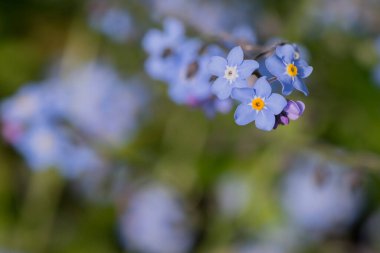 Myosotis alpestris - güzel küçük mavi çiçekler - unut beni