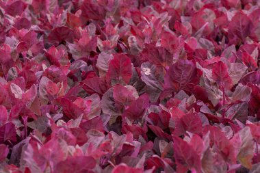 Taze mor bahçe Orache, Atriplex hortensis veya Fransız ıspanağı