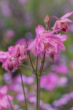 Aquilegia 'nın güzel narin çiçeği (büyükanne şapkası))