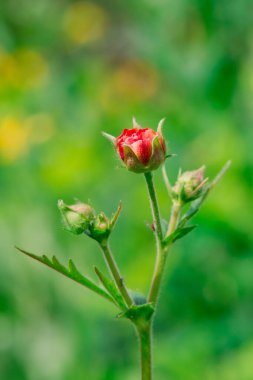 çayır çiçek haşhaş çiçekleri