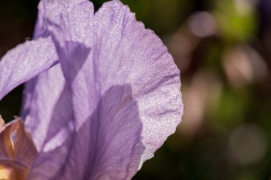 mavi gözü önünde yeşil yaprakları çiçek