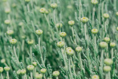 Bir tarlada bahar beyaz papatyalarına yakın.  