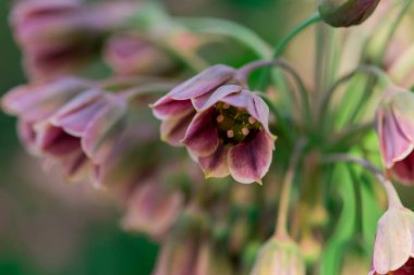 Nectaroscordum siculum 'unda bahar çiçekleri açar