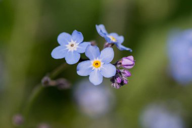 Myosotis alpestris - güzel küçük mavi çiçekler - unut beni