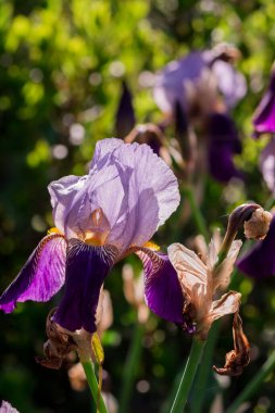 mavi gözü önünde yeşil yaprakları çiçek