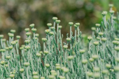 Bir tarlada bahar beyaz papatyalarına yakın.  