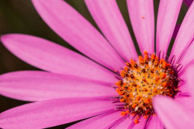 Parlak pembe chrisantemum çiçeklerinin makro fotoğrafı