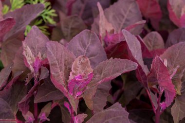 Taze mor bahçe Orache, Atriplex hortensis veya Fransız ıspanağı