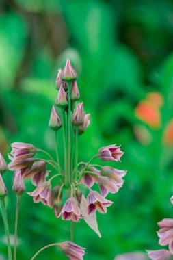 Nectaroscordum siculum 'unda bahar çiçekleri açar