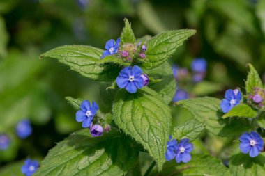Myosotis alpestris - güzel küçük mavi çiçekler - unut beni