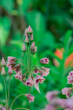 Nectaroscordum siculum 'unda bahar çiçekleri açar