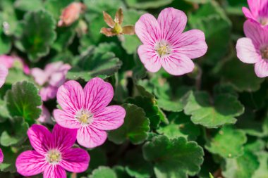 çayır çiçek haşhaş çiçekleri