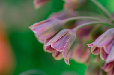 Nectaroscordum siculum 'unda bahar çiçekleri açar