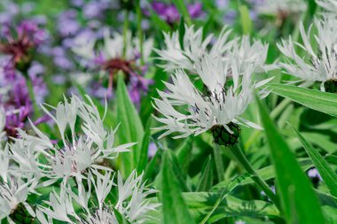 çok yıllık peygamberçiçeği veya Centaurea montana çiçek