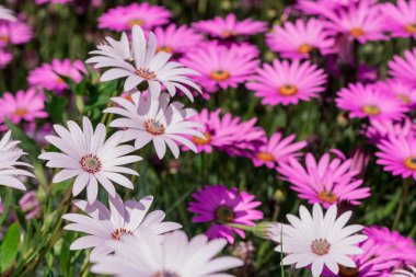 Parlak pembe chrisantemum çiçeklerinin makro fotoğrafı