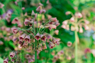 Nectaroscordum siculum 'unda bahar çiçekleri açar