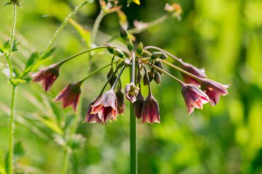 Nectaroscordum siculum 'unda bahar çiçekleri açar