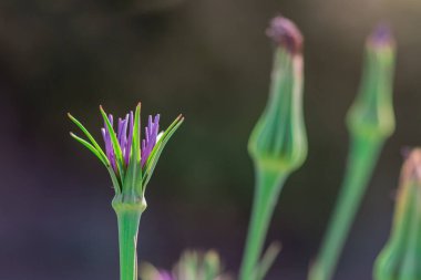 Mor Salsify çiçeğinin Mcro fotoğrafı 