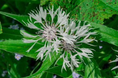 çok yıllık peygamberçiçeği veya Centaurea montana çiçek