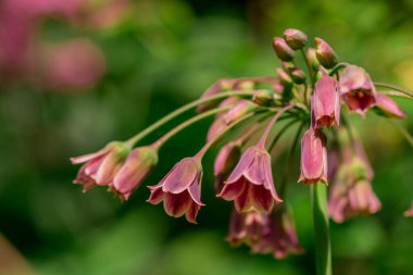 Nectaroscordum siculum 'unda bahar çiçekleri açar