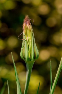Mor Salsify çiçeğinin Mcro fotoğrafı 