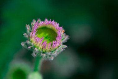 Mor Salsify çiçeğinin Mcro fotoğrafı 