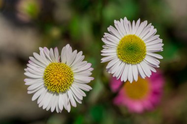 Bir tarlada bahar beyaz papatyalarına yakın.  