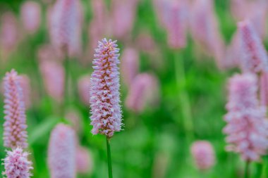 Genel Bistort 'un (Persicaria bistorta) uzun çiçekleri)