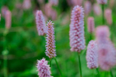 Genel Bistort 'un (Persicaria bistorta) uzun çiçekleri)