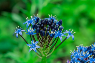 çok yıllık peygamberçiçeği veya Centaurea montana çiçek