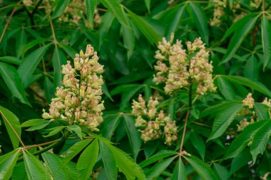 Kayan Yıldız 'ın (Dodecatheon Meadia )