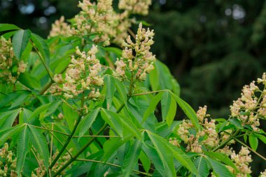 Kayan Yıldız 'ın (Dodecatheon Meadia )