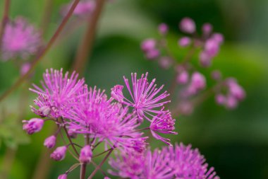 Çayır-rue (Thalictrum aquilegifolium) portre