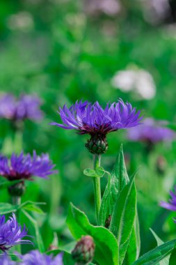 çok yıllık peygamberçiçeği veya Centaurea montana çiçek