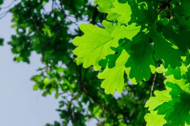 Yeşil İrlandalı meşe (Quercus petraea yaprakları)