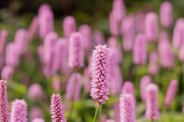 Genel Bistort 'un (Persicaria bistorta) uzun çiçekleri)