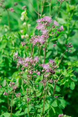 Çayır-rue (Thalictrum aquilegifolium) portre
