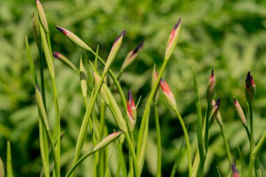 mavi gözü önünde yeşil yaprakları çiçek