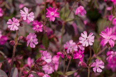 Kızıl Campion kır çiçekleri. (silene dioica)