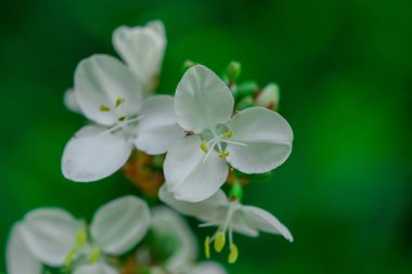 Erysimum Cheiri Cheiranth 'ın parlak renkli bahar çiçekleri
