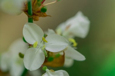 Erysimum Cheiri Cheiranth 'ın parlak renkli bahar çiçekleri