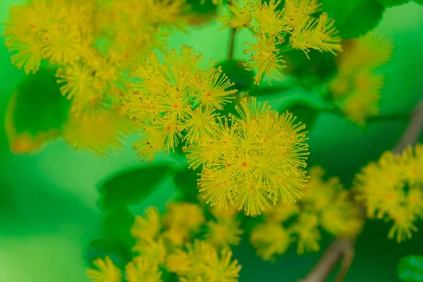 Beautiful Hairy Albizia Flower Spring Season — Stock Photo, Image