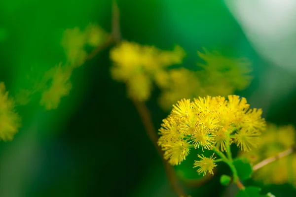 春天的一个美丽的毛茸茸的Albizia花 — 图库照片