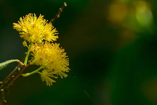 Цветок Альбиона Весенний Сезон — стоковое фото