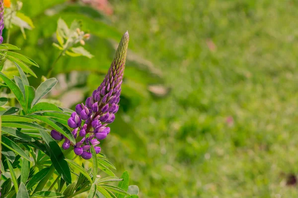 Fundo Flores Lupine Azuis Bonitas Brilhantes Crescem — Fotografia de Stock