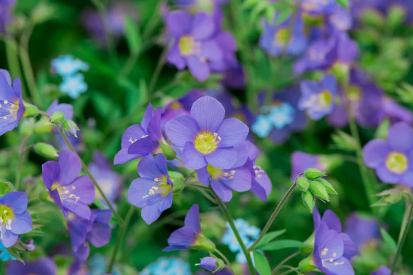 Blaue Blüten Von Polemonium Yezoense Bressingham Purple — Stockfoto