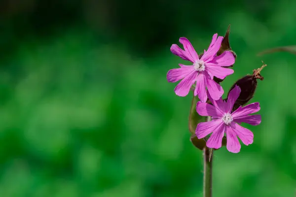 Schöne Zarte Blume Der Aquilegia Granny Haube — Stockfoto